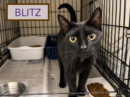 Blitz photo 3