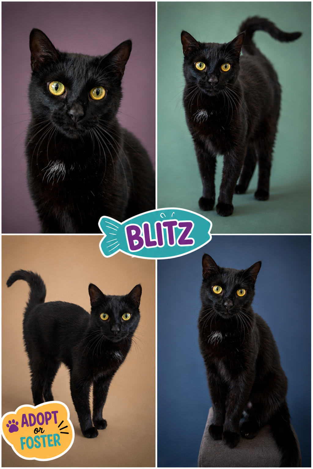 Blitz (FCID# 06/29/2026 - 7 Brookhaven PS), cat