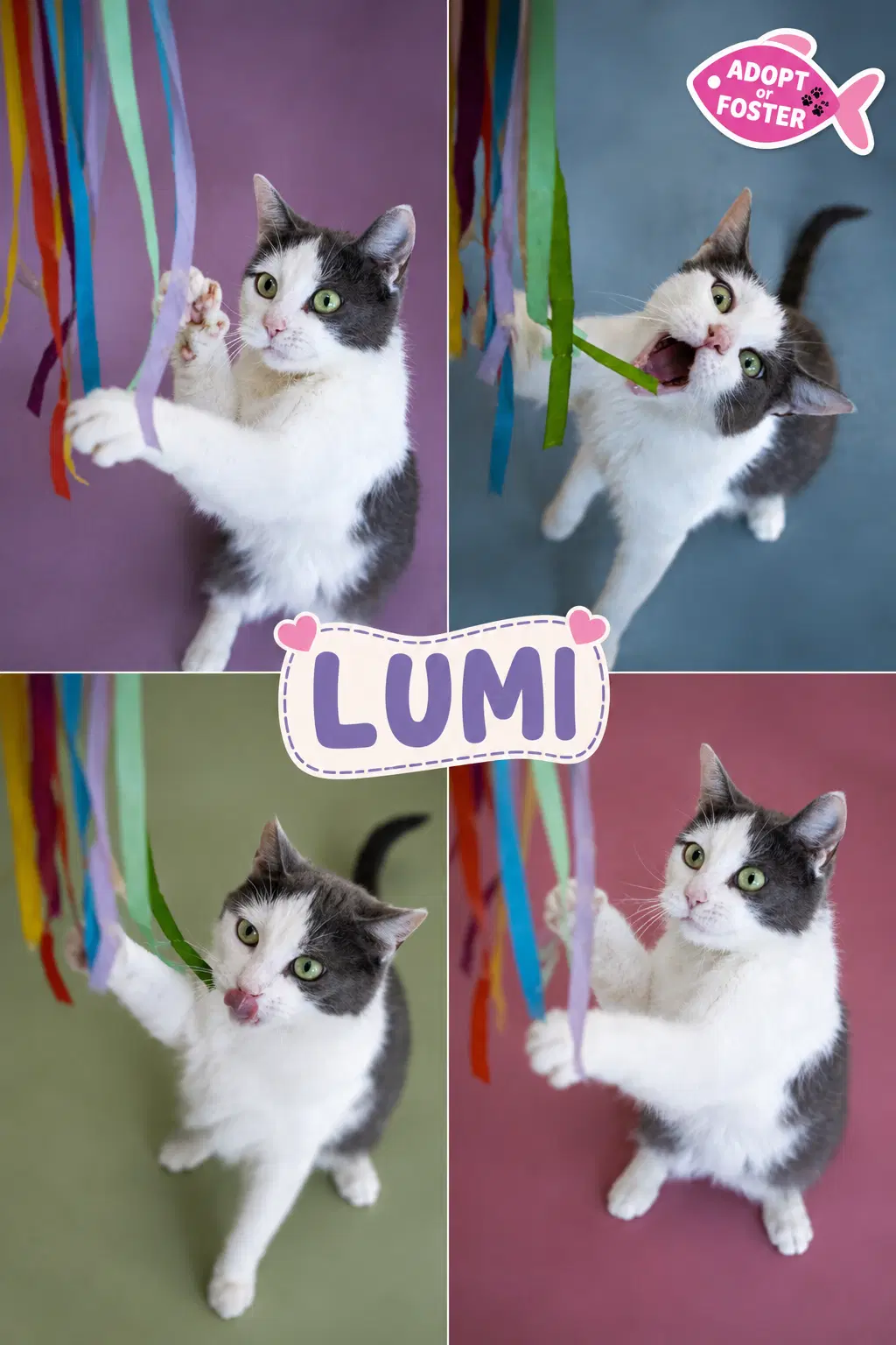 Lumi Fcid  -  Trainer image 2