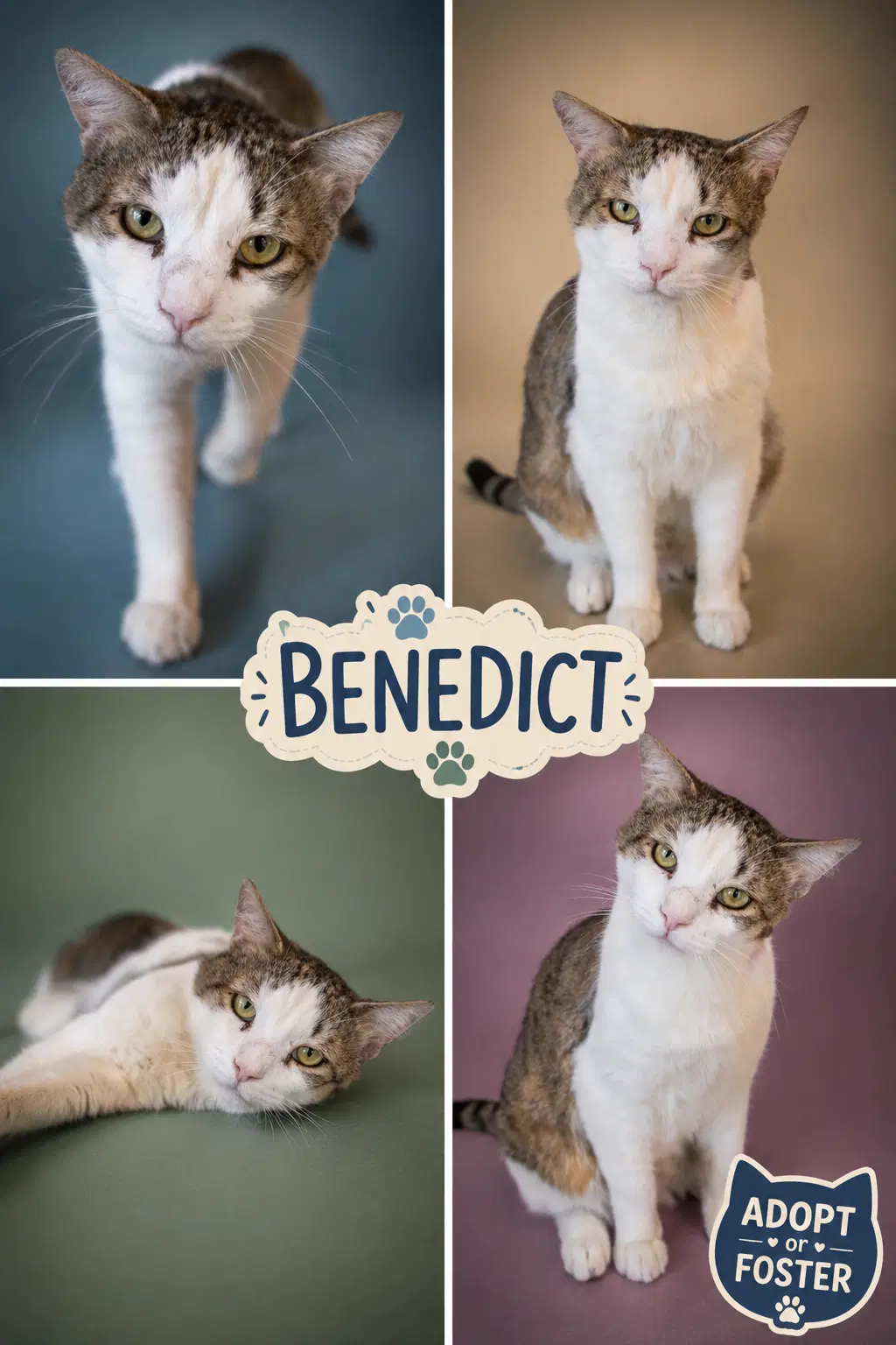 Benedict Fcid  -  Millsboro Ps - Tabby