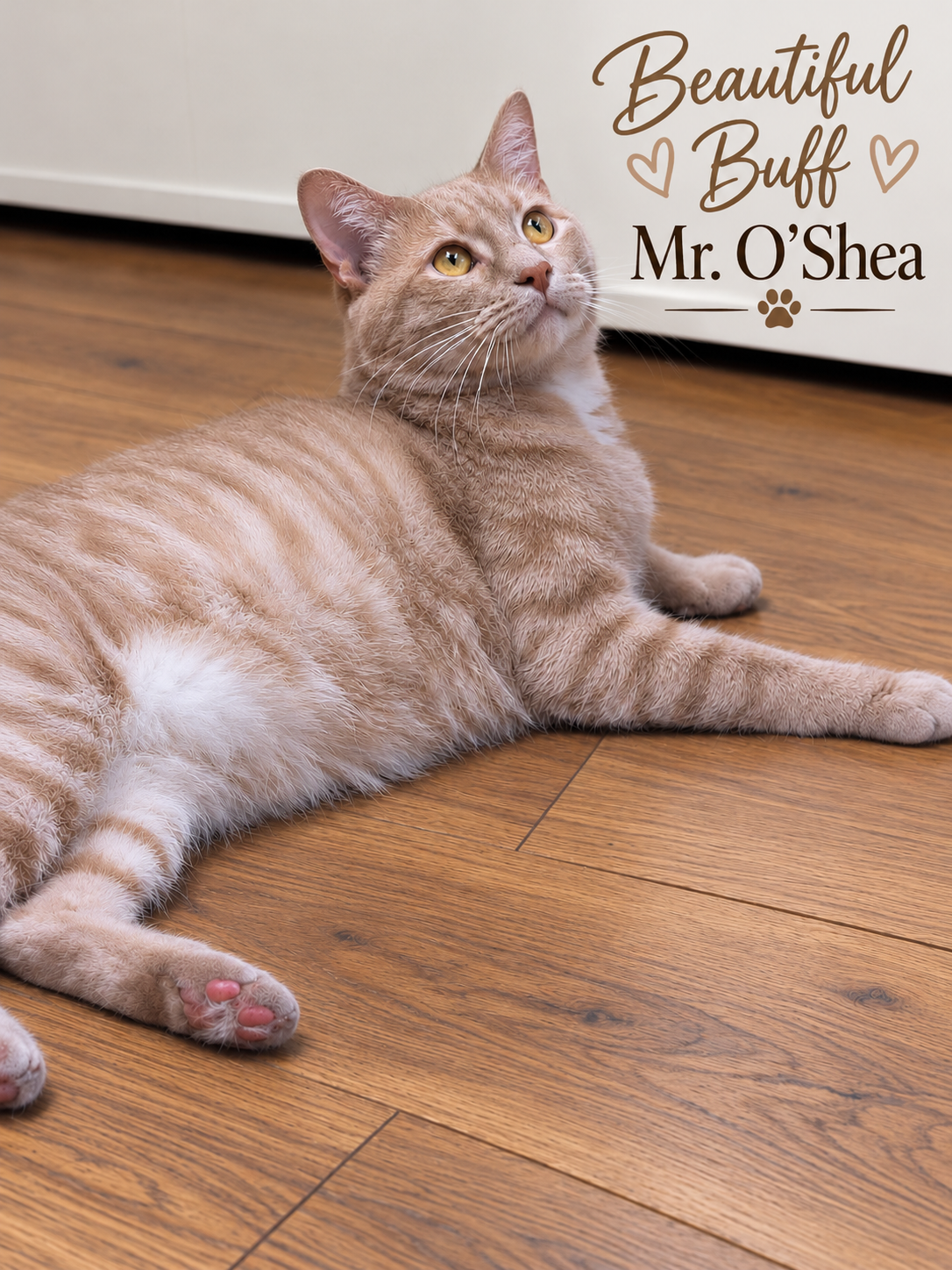 O'Shea, Willow Grove PA (# 06/19/26-108), photo 2