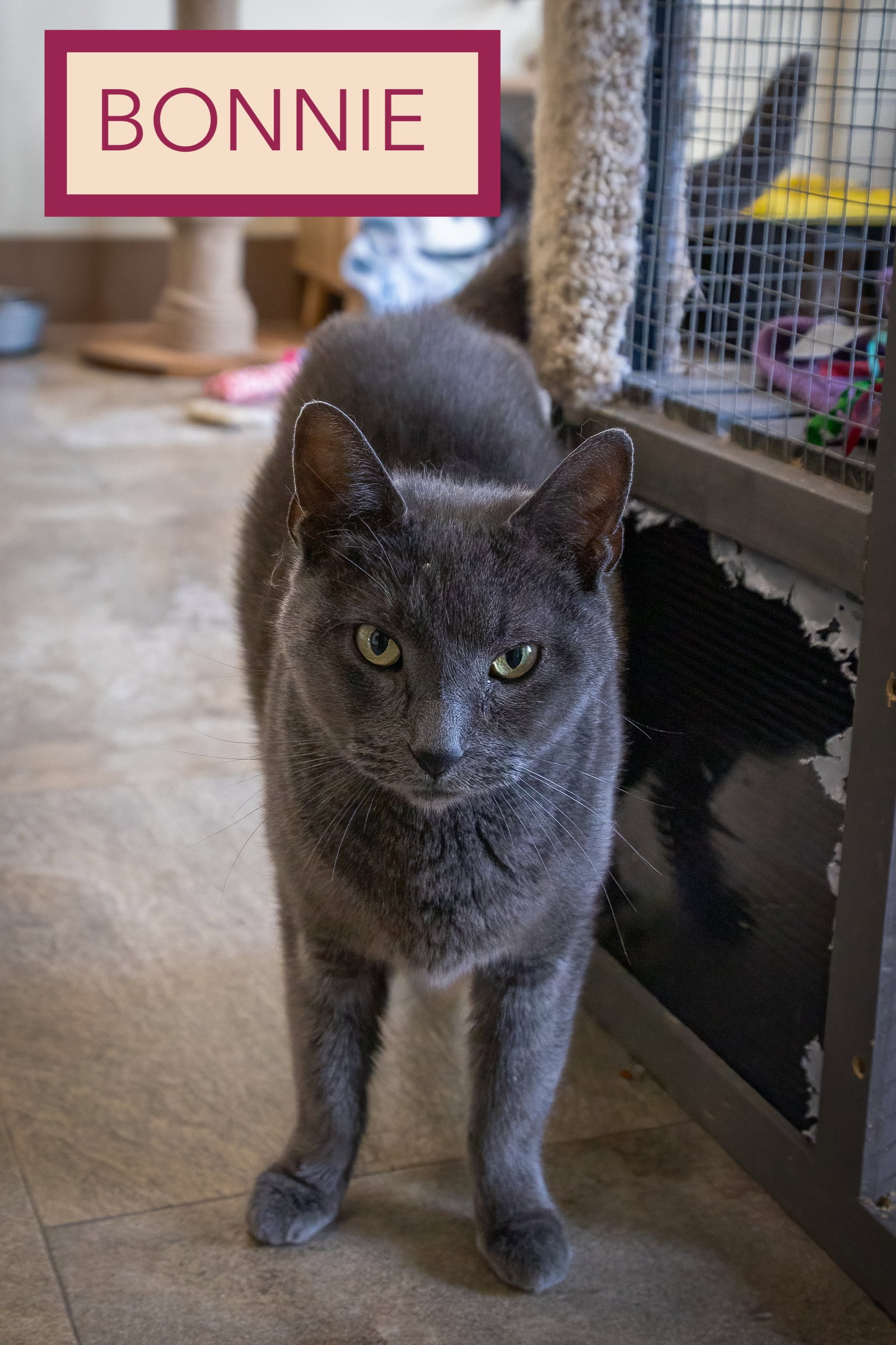 Bonnie (FCID# 06/29/2026 - 9 Trainer), photo 5