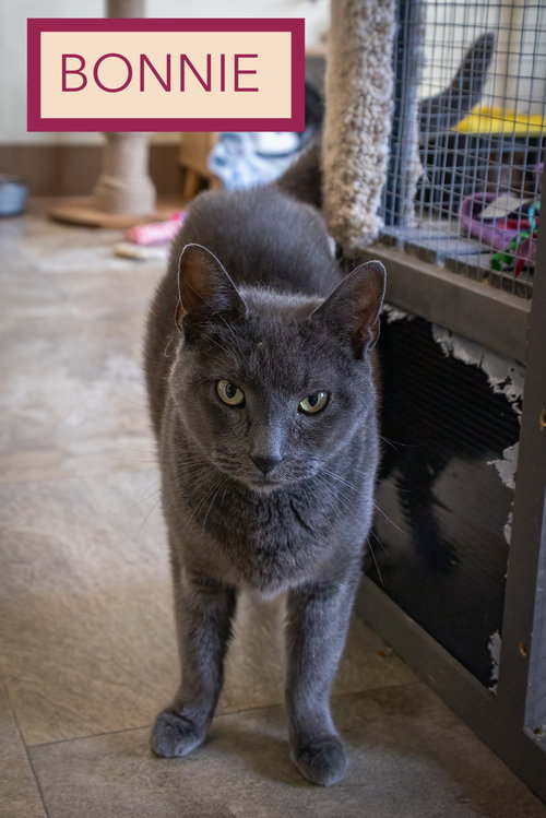 Photo 2 of Bonnie (FCID# 06/29/2026 - 9 Trainer)
