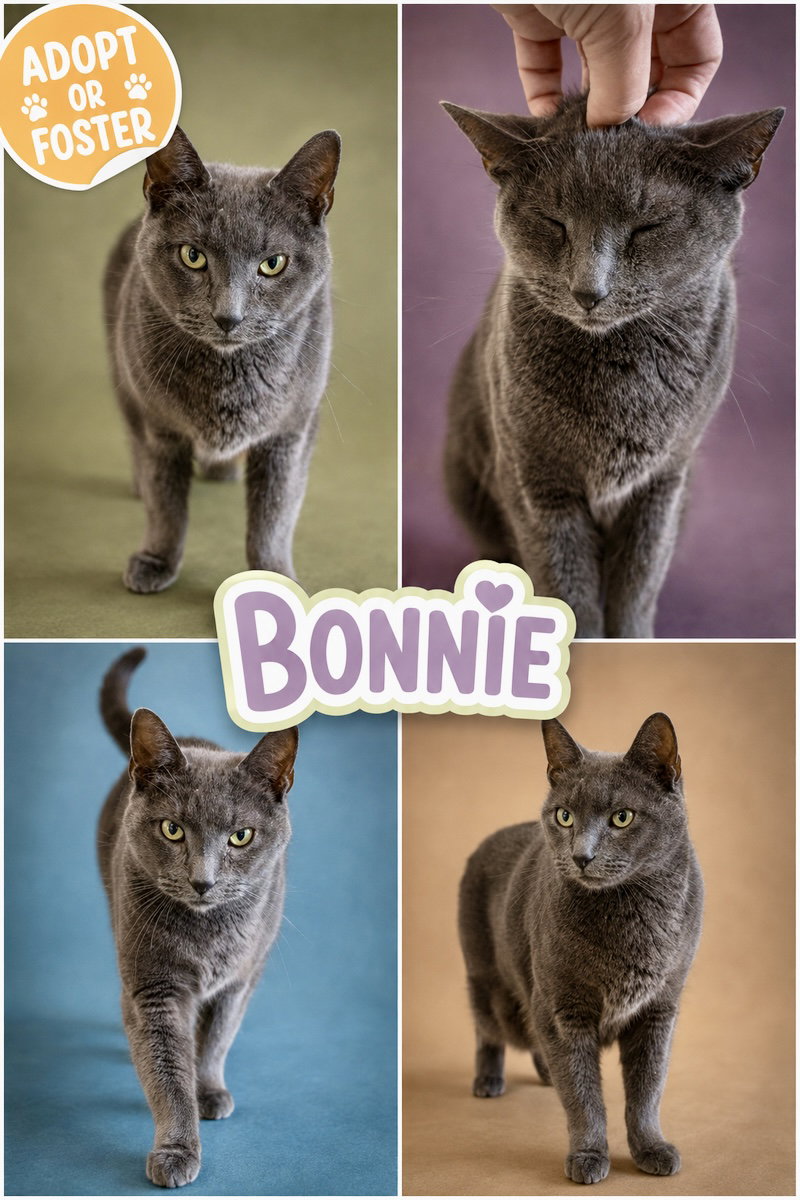 Bonnie (FCID# 06/29/2026 - 9 Trainer), cat