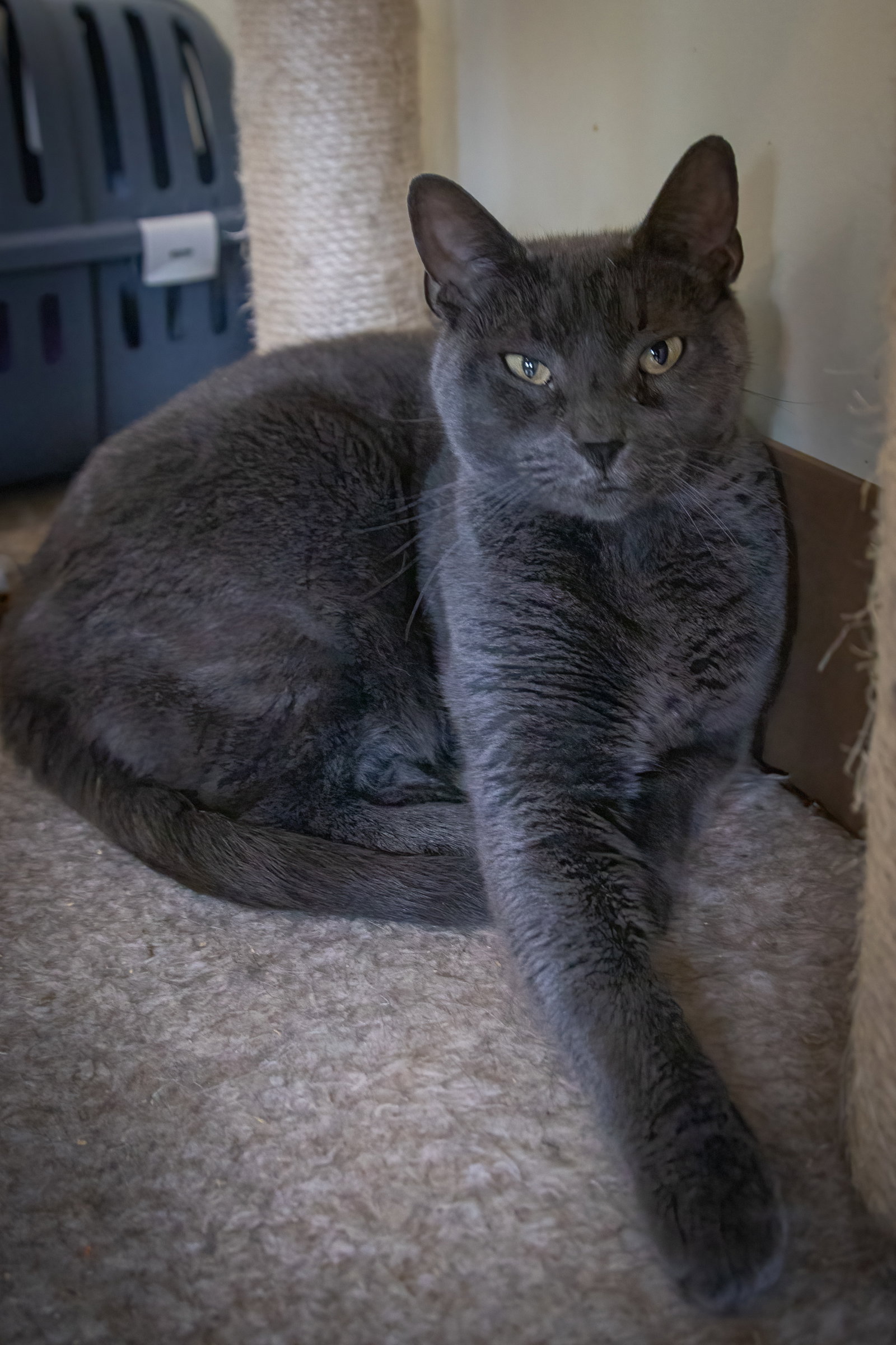 Bonnie (FCID# 06/29/2026 - 9 Trainer), photo 7