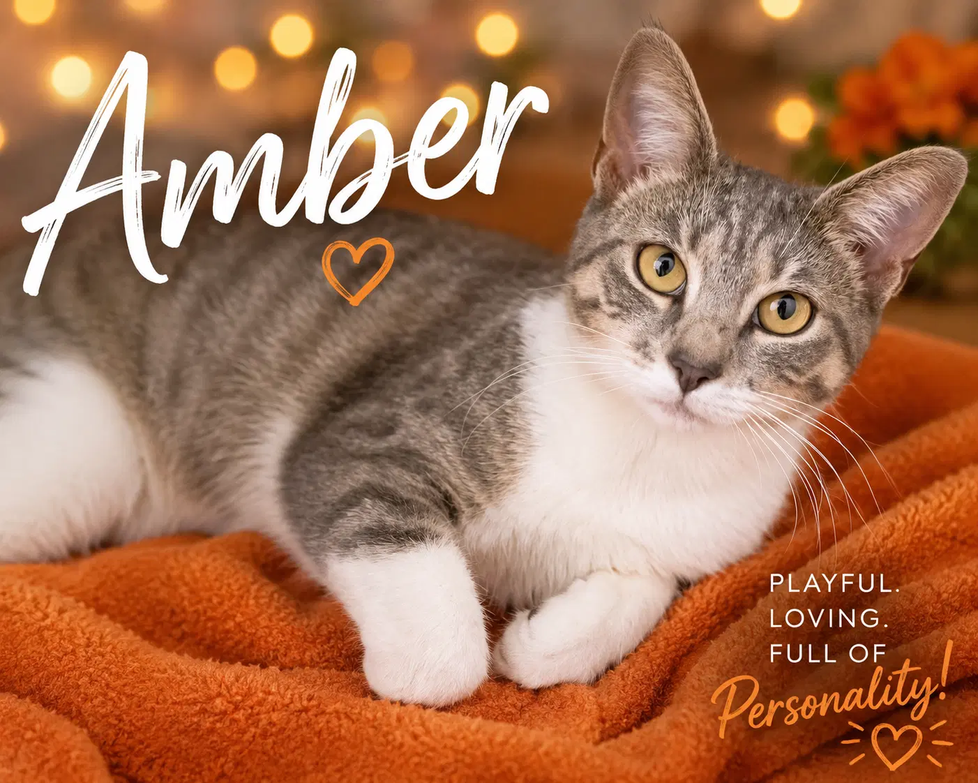 Amber Fcid  -  Trainer - Tabby