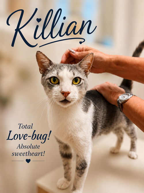 Killian