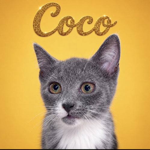 Coco photo 2
