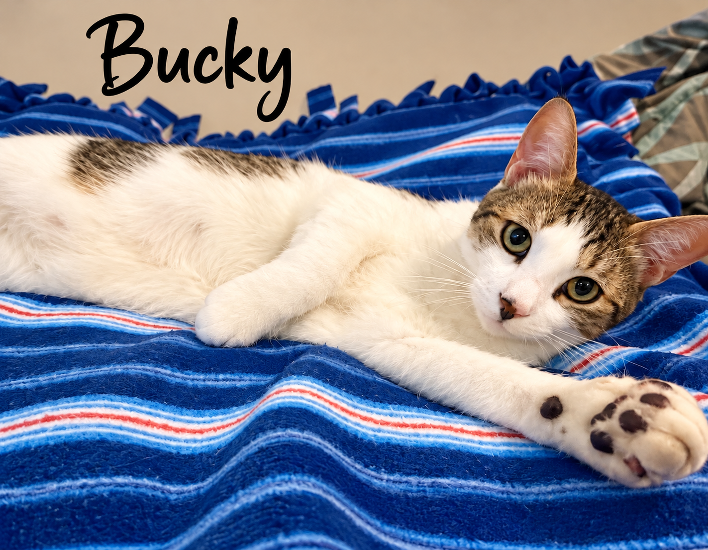 Bucky (FCID# 06/24/2026 - 147), photo 3