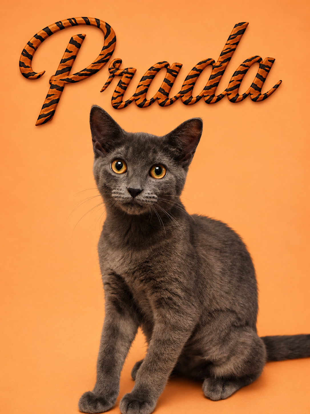 Prada (FCID# 07/07/2026 - 15 Middletown PS) DC, cat