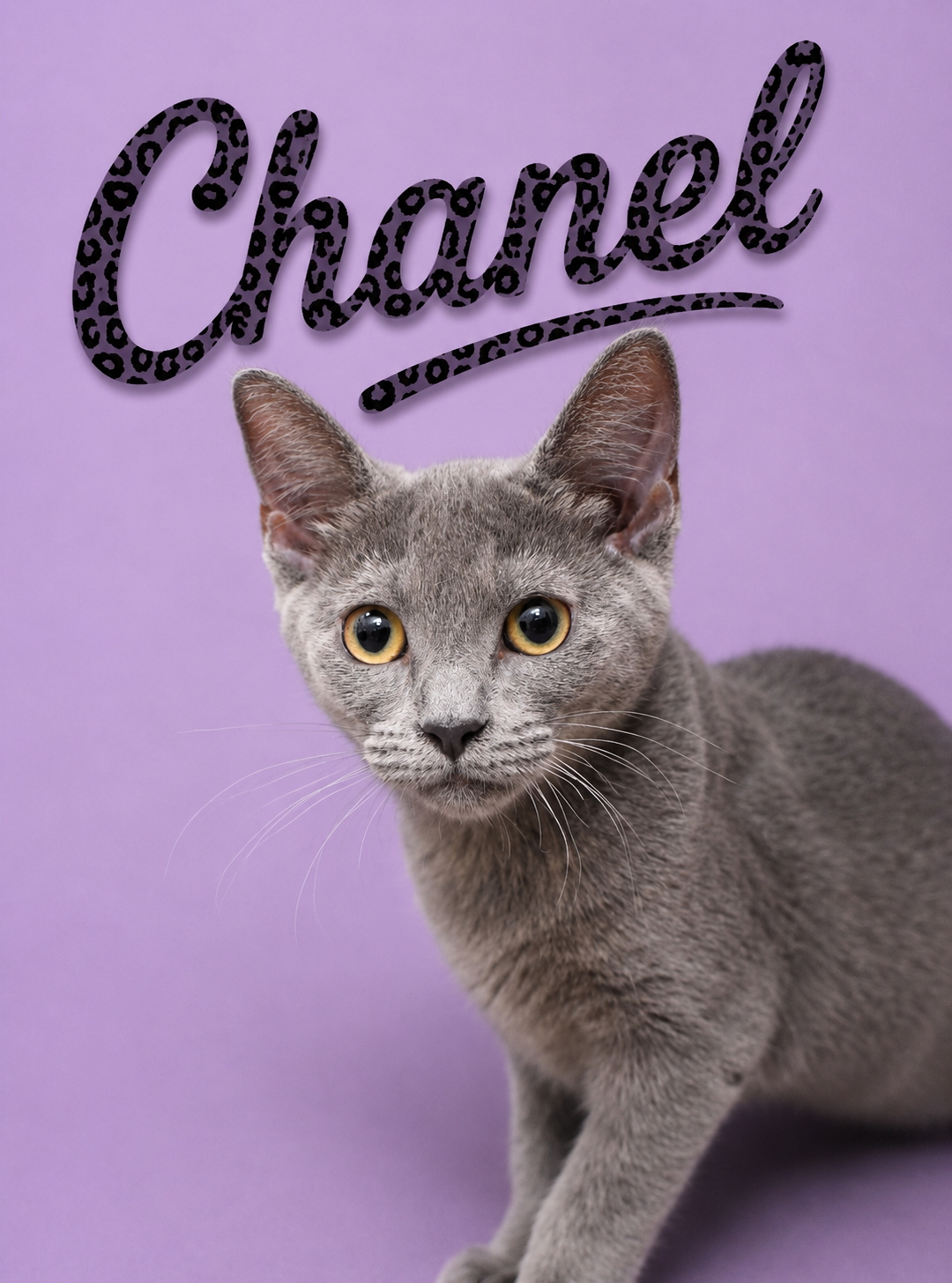 Chanel (FCID# 07/07/2026 - 14 Middletown PS) DC, cat