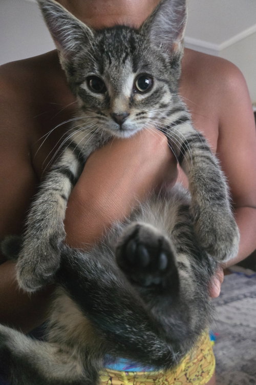 Frodo