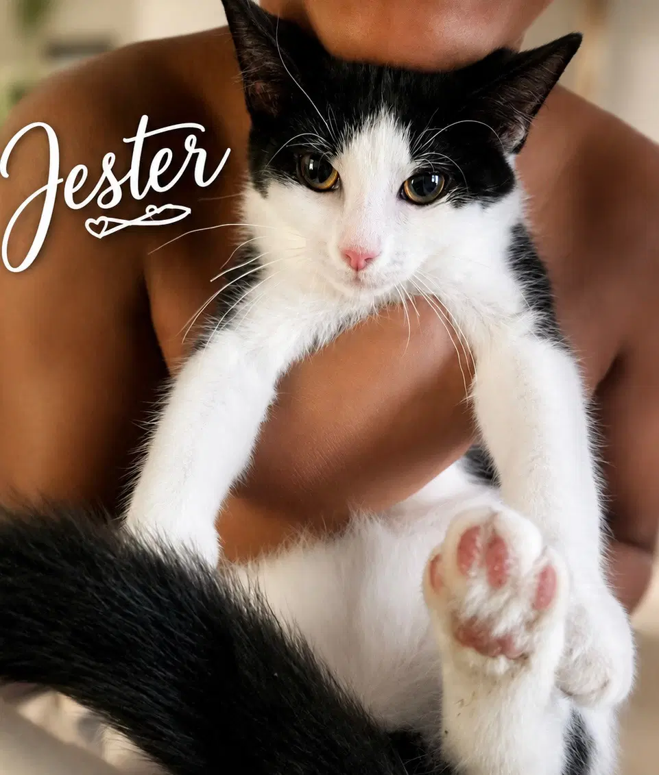 Jester Fcid  -  Brookhaven Ps Kc - Domestic Short Hair