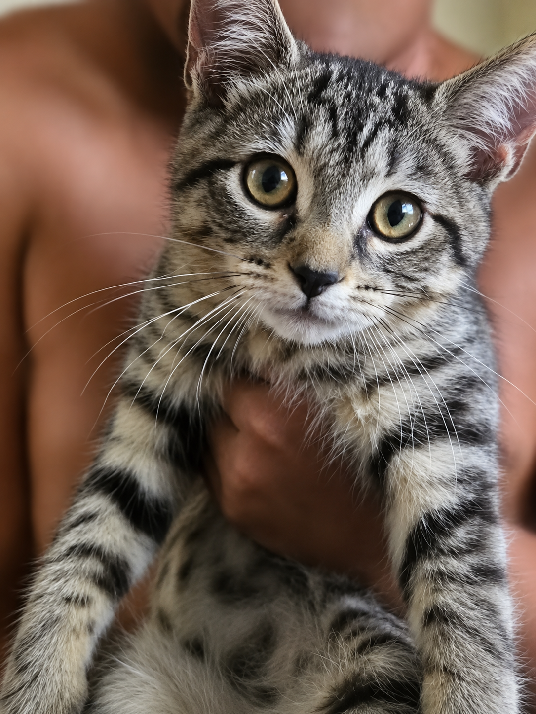 Trinket (FCID# 06/24/2026 - 4 Glen Mills PS) KC, cat