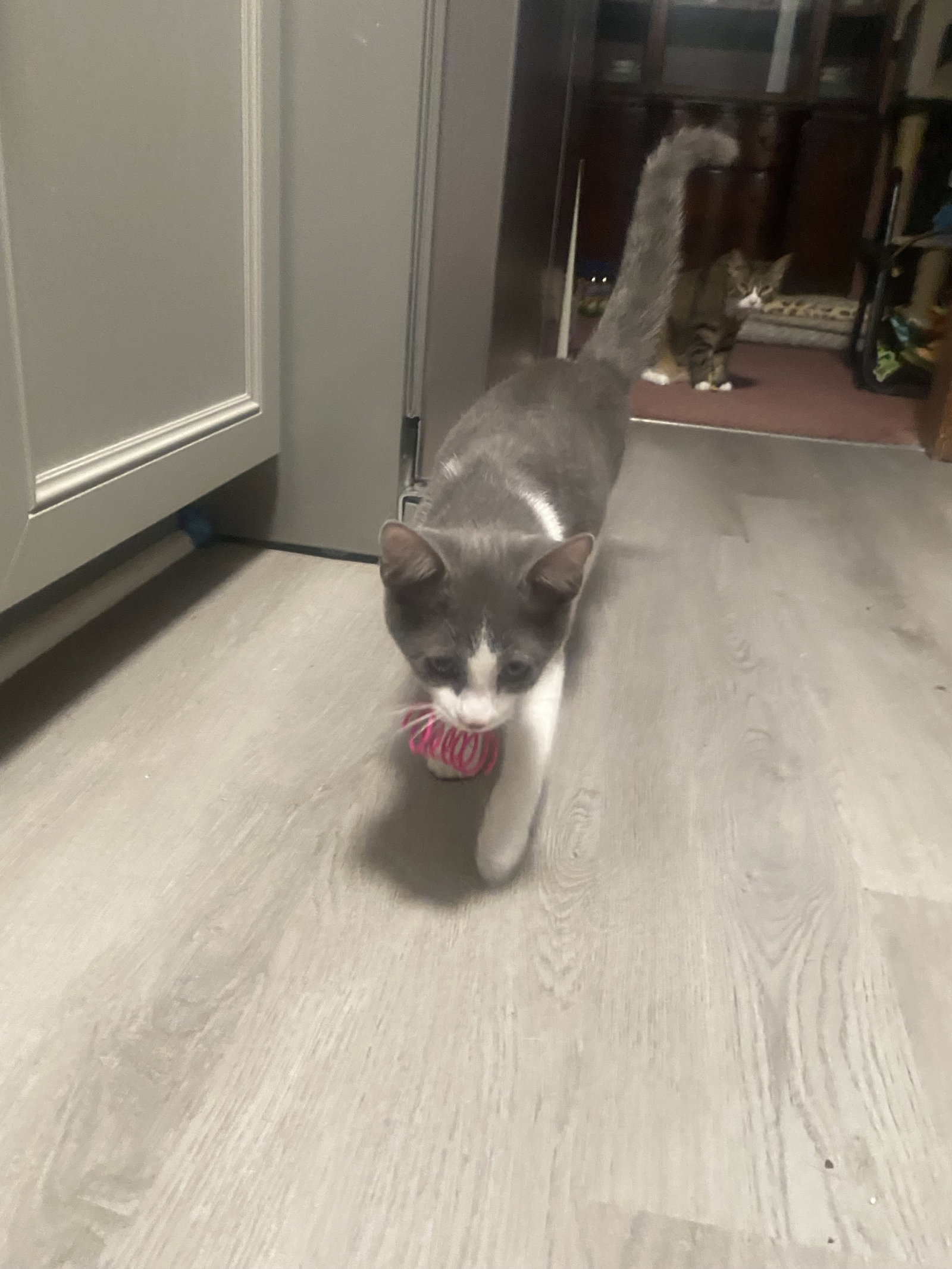 Screech(m) Willow Grove area, (FCID 06/02/26-124), photo 3