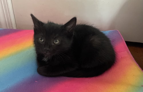 Rosalina, Willow Grove Area, (FCID 7/15/2026-139)