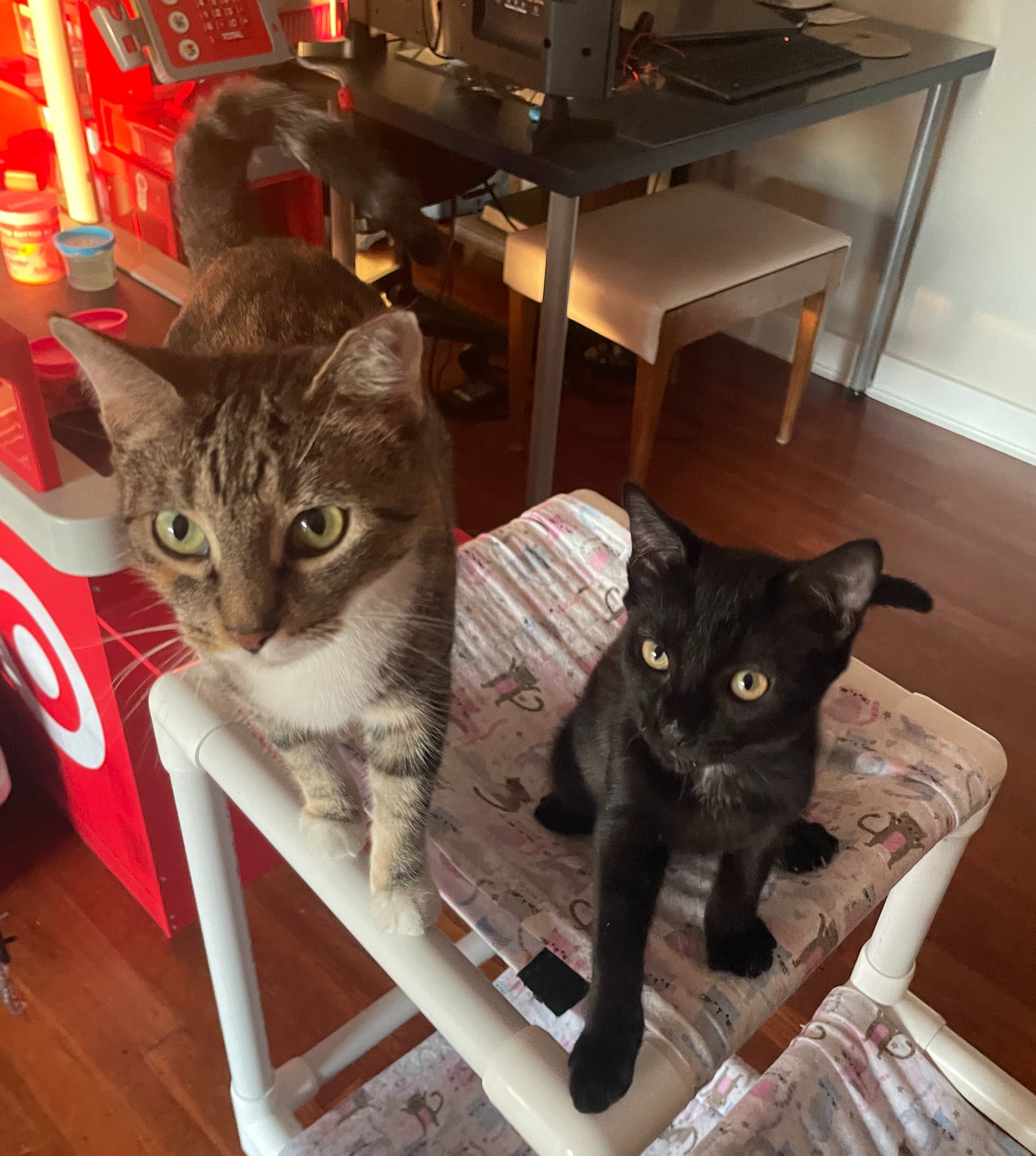 Rosalina w/mom Chelsea, Willow Grove (7/15/26-139), cat