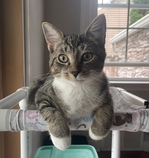 Peaches, Willow Grove Area, (FCID 7/15/2026-140), a cat for adoption from Forgotten Cats, Inc.