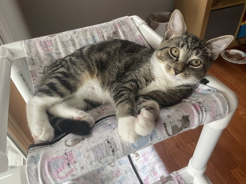 Photo 3 of Peaches, Willow Grove Area, (FCID 7/15/2026-140)