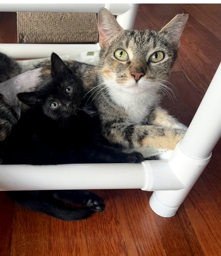 Chelsea (mom) w/Rosalina Willow Grove (6/10/26-140, cat