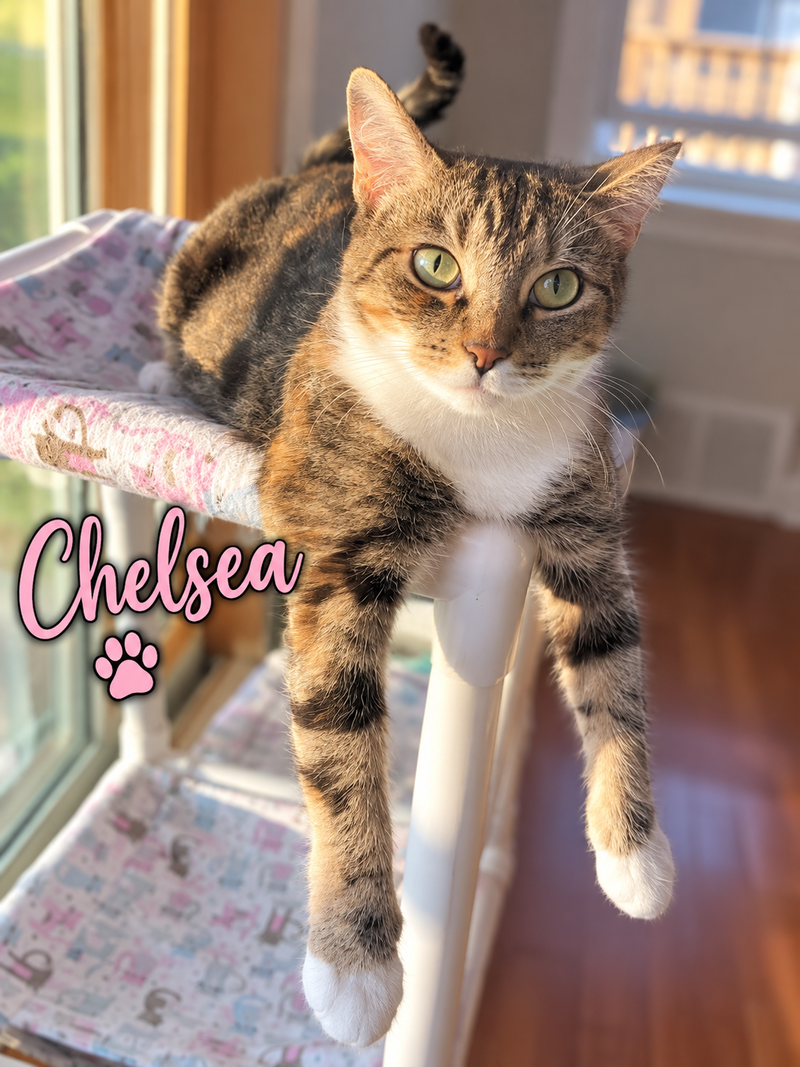 Chelsea, Willow Grove area, photo 3