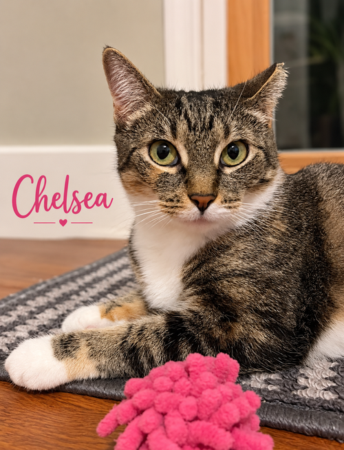 Chelsea, Willow Grove PS (6/10/26-140), a cat for adoption from Forgotten Cats, Inc.
