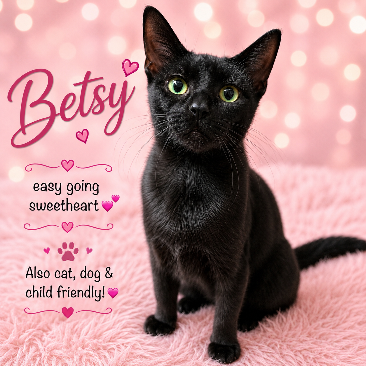 Betsy (FCID # 06/24/2026 - 146) Willow Grove, PA, cat