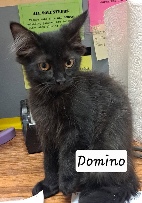 Domino: DLH/DMH (FCID# 07/08/2026 - 1 Brandywine, an adoptable Domestic Long Hair in Greenville, DE