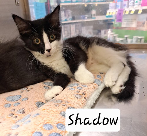 Shadow