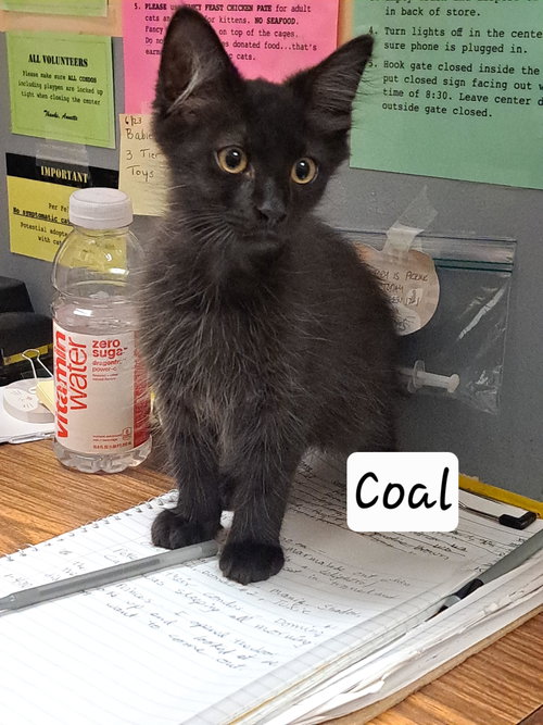 Coal: DLH (FCID# 07/08/2026 - 3 Brandywine PS) DC, an adoptable Domestic Long Hair in Greenville, DE