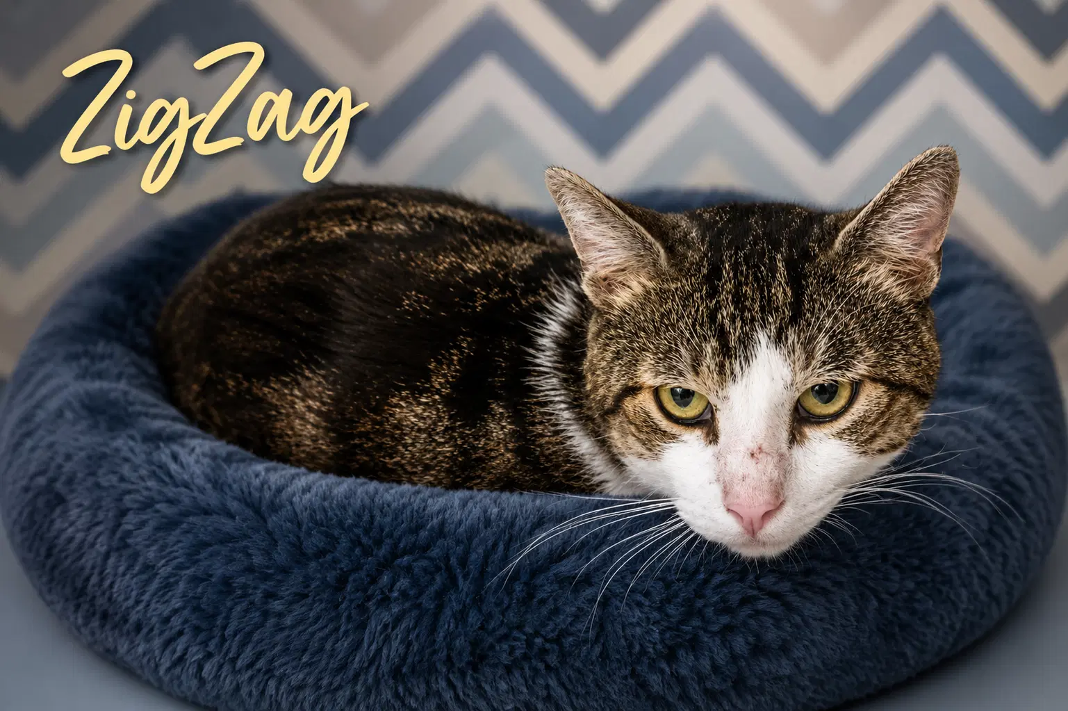 Zigzag Fcid  -  Trainer - Tabby