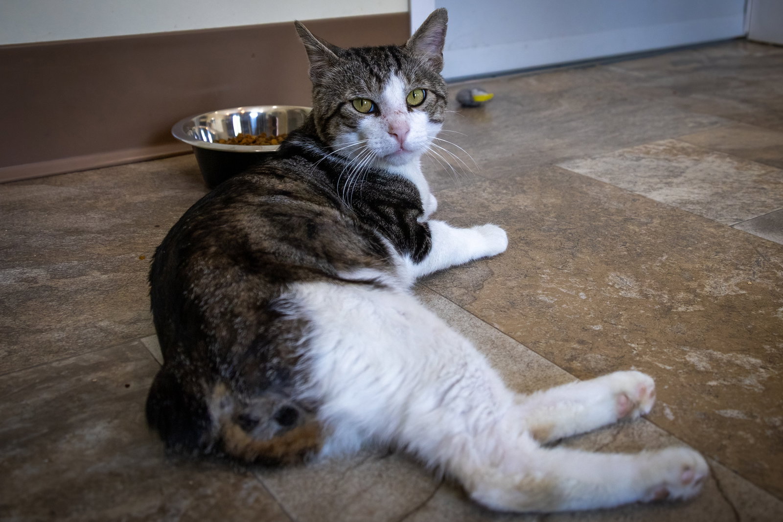 ZigZag: Bobtail (FCID# 07/06/2026 - 53 Trainer), photo 7