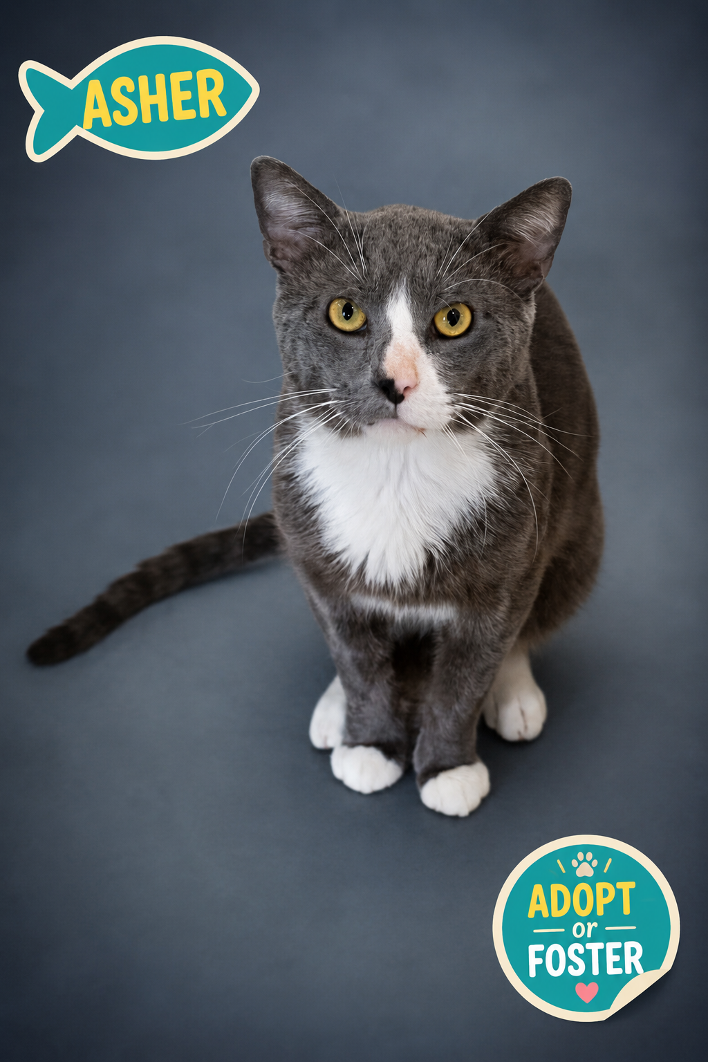 Asher (FCID# 07/08/2026 - 57 Trainer), cat