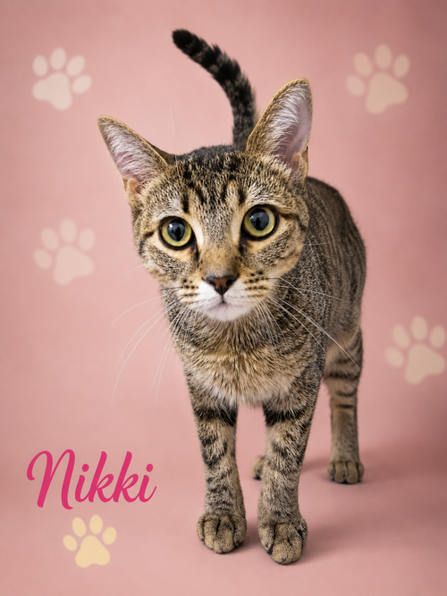 Nikki (FCIDS# 07/06/2026 - 95 Trainer)