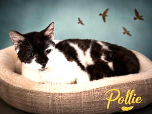 Pollie, photo 5