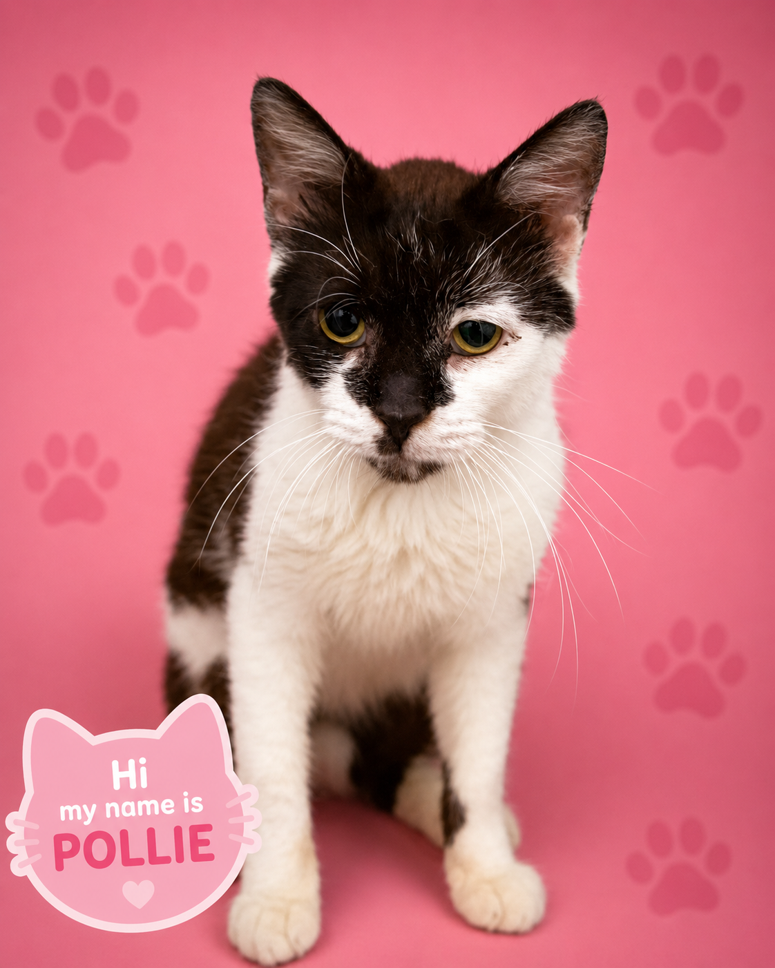 Pollie (FCID# 07/06/2026 - 17 Trainer), cat