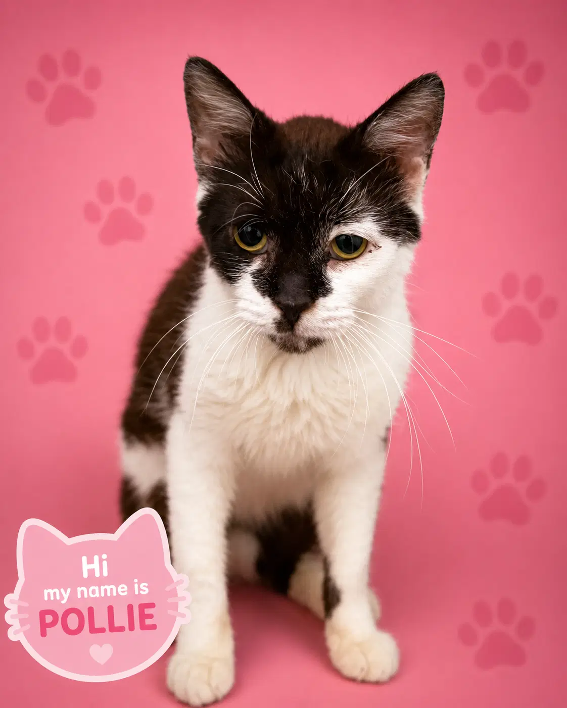Pollie Fcid  -  Trainer - Domestic Short Hair