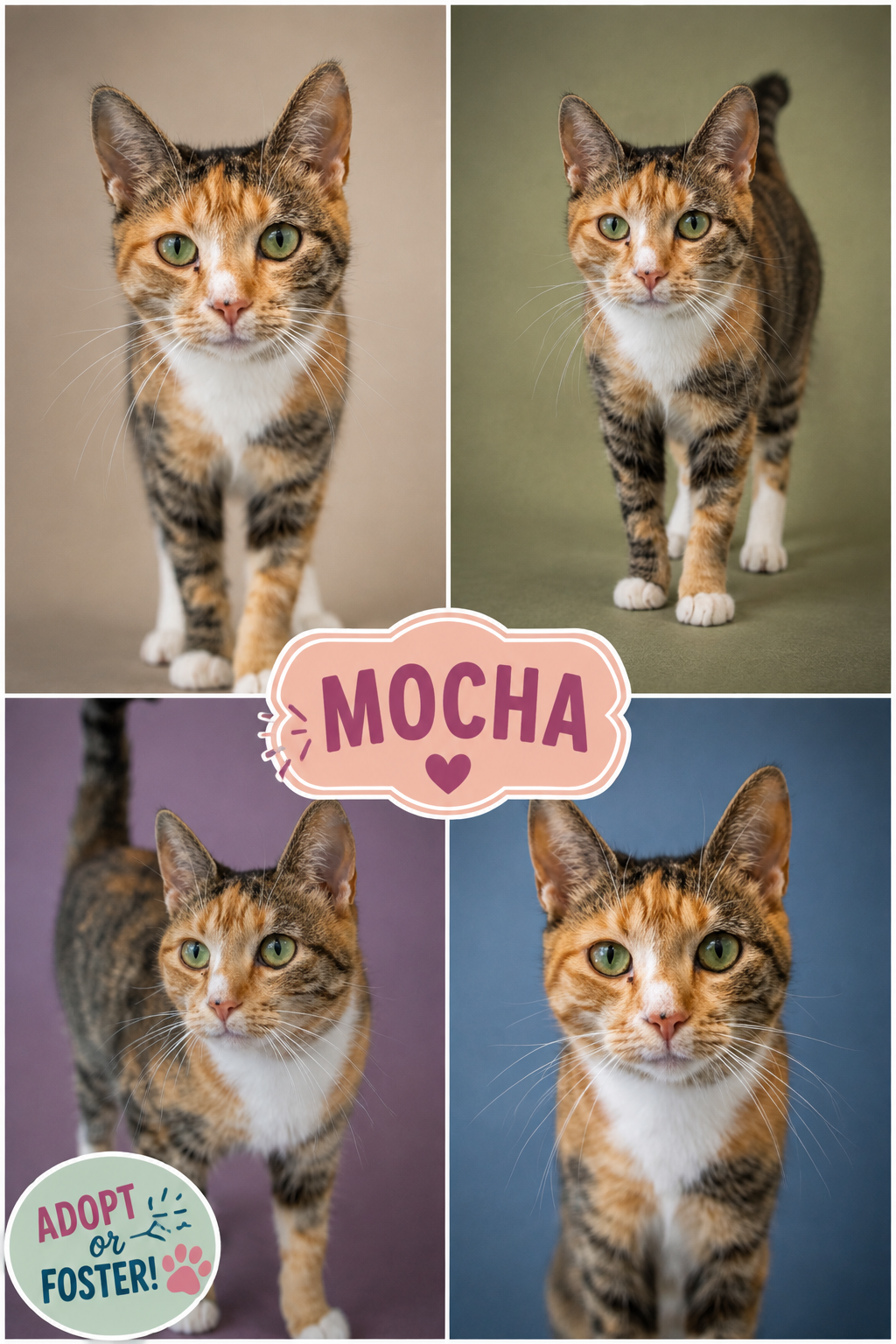 Mocha (FCID# 12/01/2025 - 6 Millsboro PS), cat