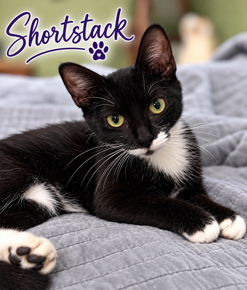 Short Stack, Willow Grove, (FCID 07/15/2026-136), a cat for adoption from Forgotten Cats, Inc.