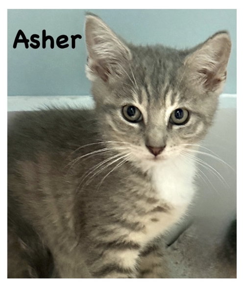 Asher, Willow Grove Area, (FCID 07/17/2026-160)