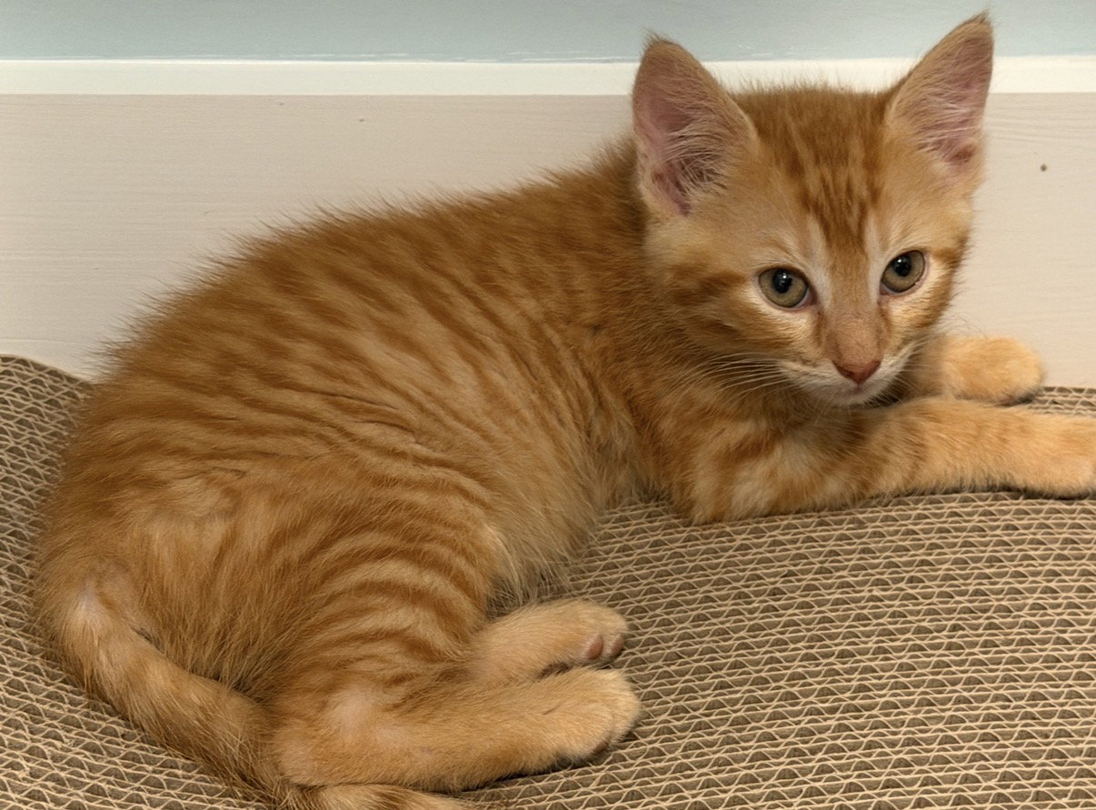 Punkin, Willow Grove PS, (FCID 07/17/2026-159), cat