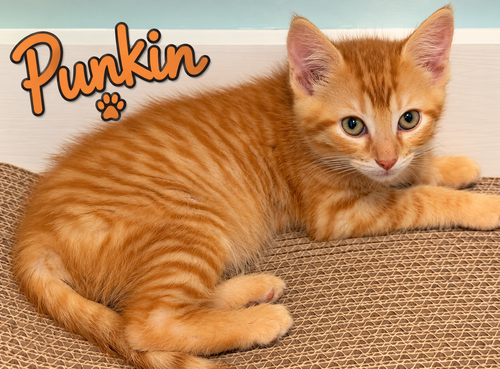 Punkin, Willow Grove PS (FCID 07/17/2026-159), a cat for adoption from Forgotten Cats, Inc.