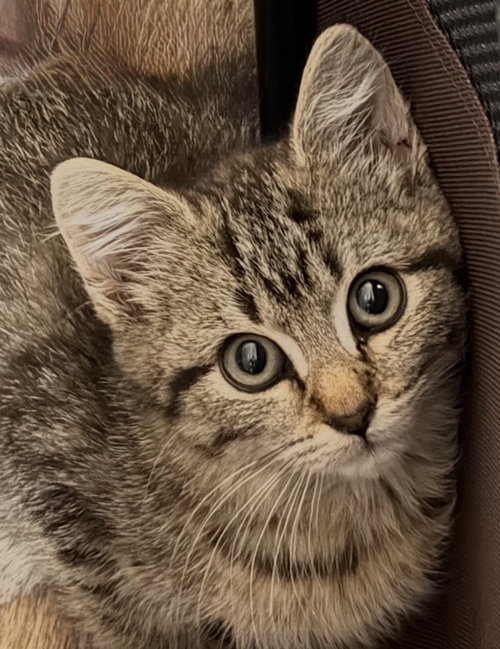 Abigail, Willow Grove PS (FCID 07/17/2026-161), a cat for adoption from Forgotten Cats, Inc.