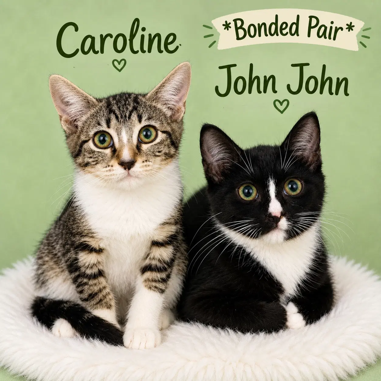 Caroline Fcid - - Domestic Short Hair