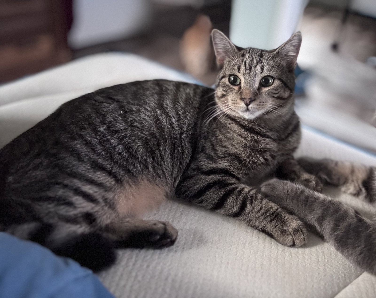 Quill, Willow Grove Area, (FCID 07/22/2026-137)