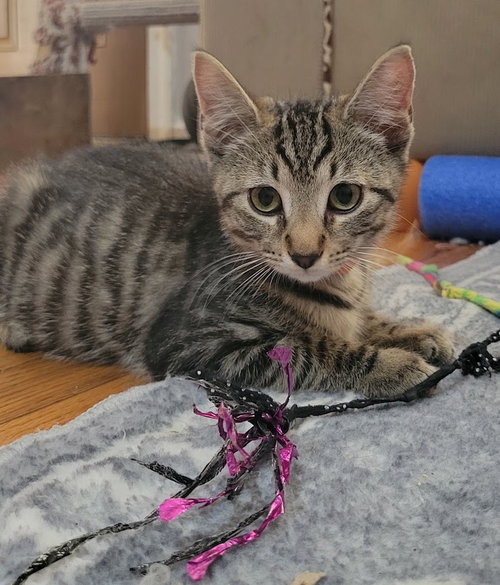 Photo 3 of Rocket, Willow Grove area (FCID 07/22/2026-138)