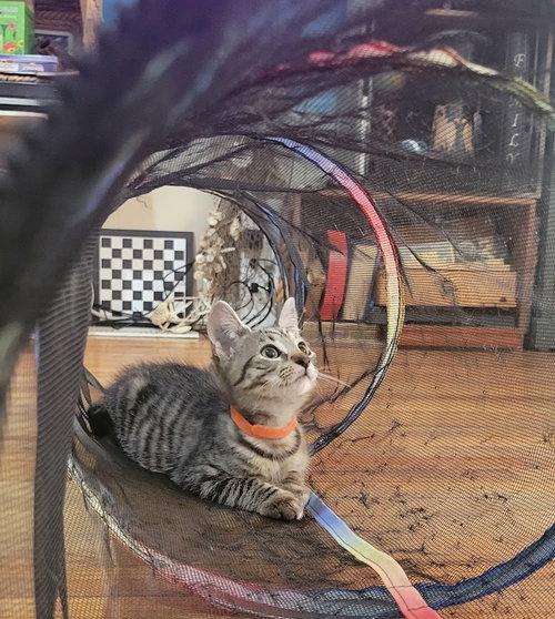 Rocket, Willow Grove area (FCID 07/22/2026-138), a cat for adoption from Forgotten Cats, Inc.