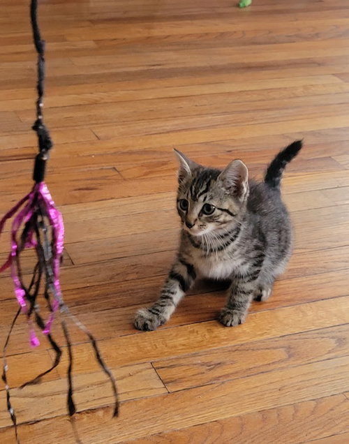 Photo 4 of Rocket, Willow Grove area (FCID 07/22/2026-138)
