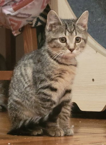 Mantis, Willow Grove area (FCID 07/22/2026-139), a cat for adoption from Forgotten Cats, Inc.