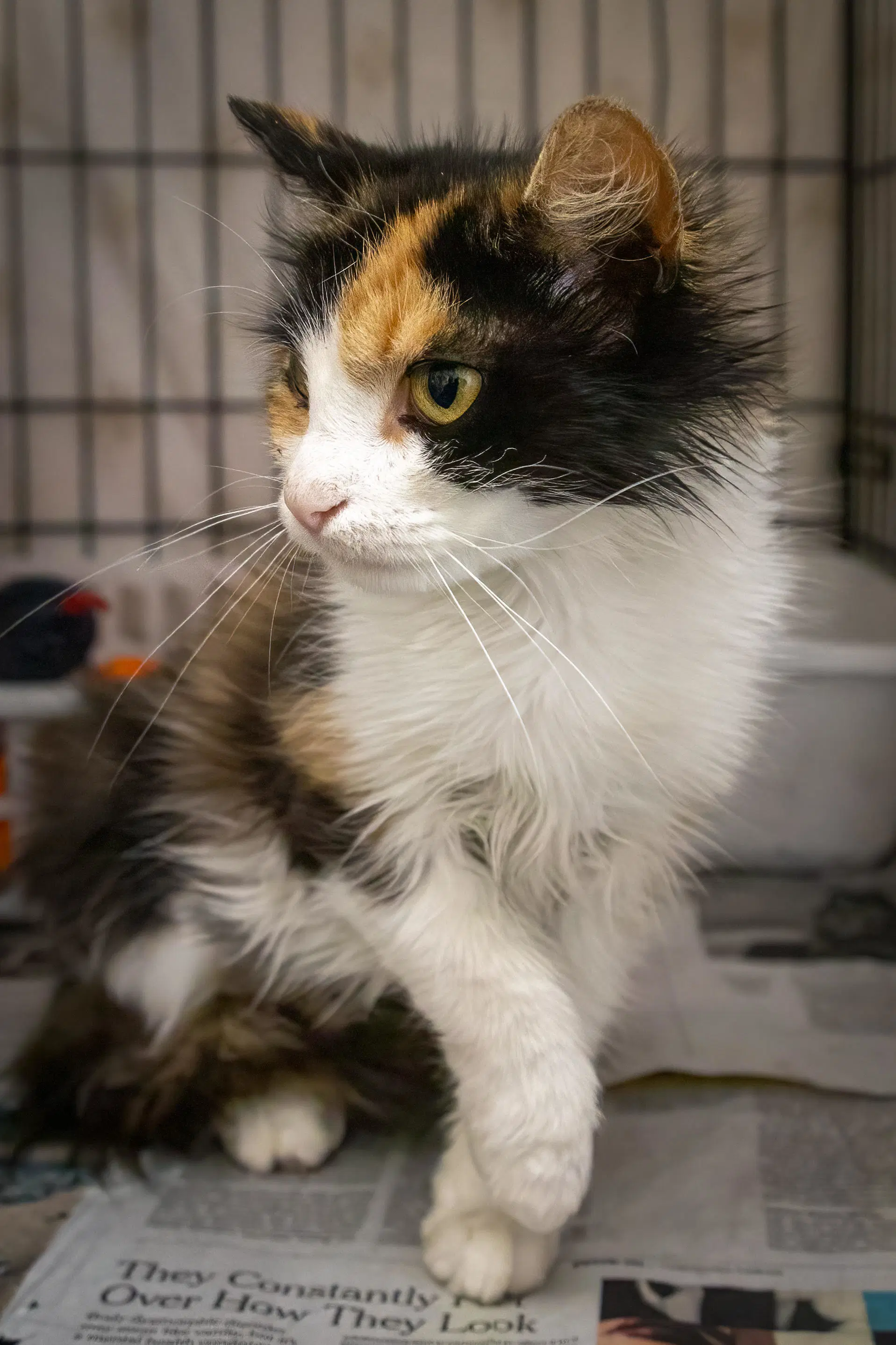 Cholula Felv Fcid  -  Trainer - Domestic Medium Hair